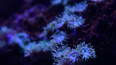 Deniz mercan resifi akvaryumu, makro doğa, hayvanlar ve deniz yaşamının oldukça güzel anemonilerinin 4K videosunu kapatın.