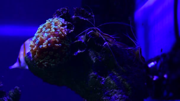 珊瑚礁水族馆鱼海葵特写海水4K视频 — 图库视频影像