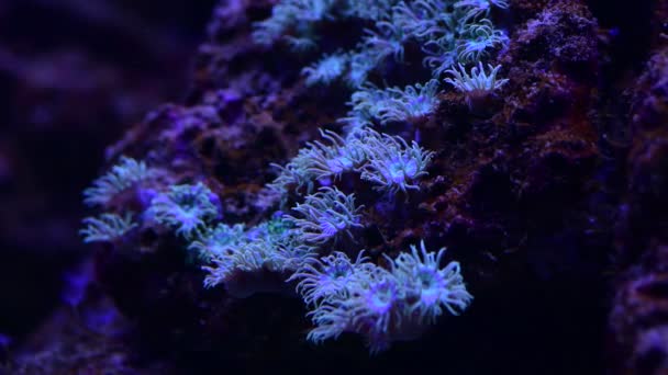 海のサンゴ礁水族館 マクロ自然 動物や海の生活の中でかなり素敵なイソギンチャクの4Kビデオを閉じます — ストック動画