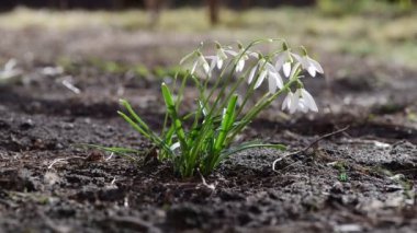 Yazmak için boş yeri olan ilkbahar erken gelen kar damlası çiçekleri, doğayı uyandıran 4k video.