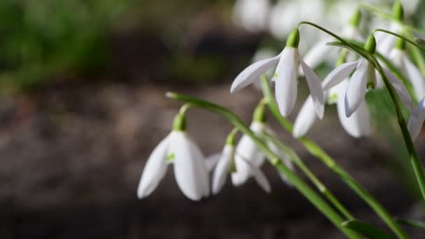 Schöne Erste Frühlings Schneeglöckchen Blumen Mit Freiem Platz Für Text — Stockvideo