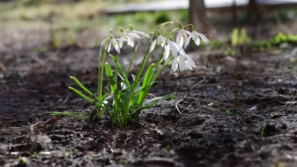 Nicea Pierwszy Wczesna Wiosna Śnieg Kwiaty Wolnym Miejscem Tekst Natura — Wideo stockowe
