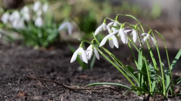 Nicea Pierwszy Wczesna Wiosna Śnieg Kwiaty Wolnym Miejscem Tekst Natura — Wideo stockowe