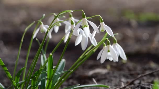 Szép Első Kora Tavaszi Hóvirág Szabad Hely Szöveg Természet Ébredés — Stock videók
