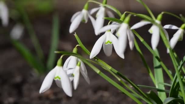 Nice First Early Spring Snowdrop Flowers Free Space Text Nature — Stock Video