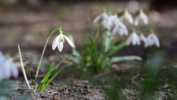 Szép Első Kora Tavaszi Hóvirág Szabad Hely Szöveg Természet Ébredés — Stock videók