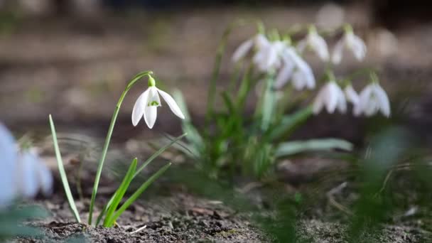 Pěkné První Brzké Jarní Sněžení Květiny Volným Prostorem Pro Text — Stock video