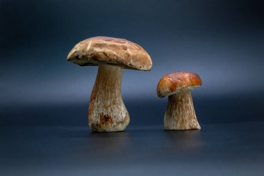 Boletus Edulis koyu mavi arka planda izole edildi. Sağlıklı yemek fotoğraflarını kapatın.