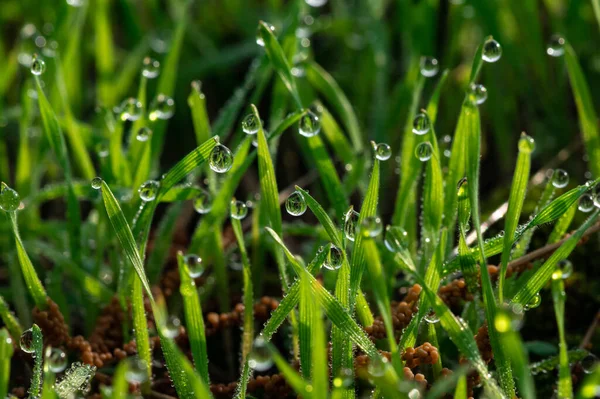 Хорошая Утренняя Роса Зеленой Траве Закрывает Макрофотографическую Природу Свободным Пространством — стоковое фото