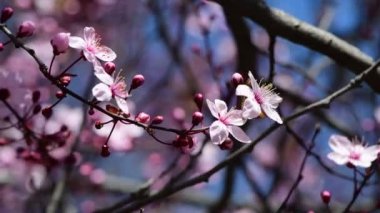 Nice blossom spring branch with flowers of prunus tree macro 4k video
