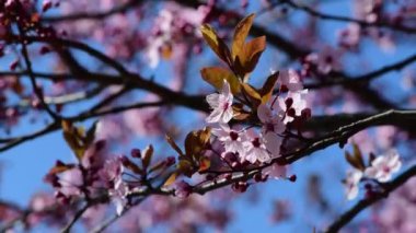 Pembe ağaç makro 4k çiçekli güzel bir bahar dalı.