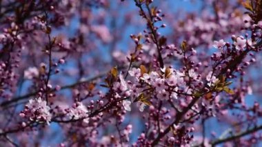 Pembe ağaç makro 4k çiçekli güzel bir bahar dalı.