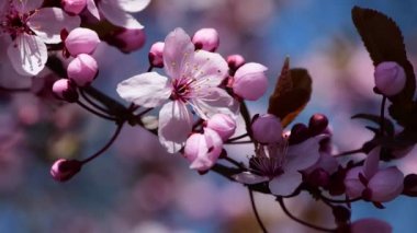 Pembe ağaç makro 4k çiçekli güzel bir bahar dalı.