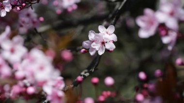 Pembe ağaç makro 4k çiçekli güzel bir bahar dalı.
