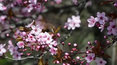 Pembe ağaç makro 4k çiçekli güzel bir bahar dalı.