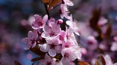 Pembe ağaç makro 4k çiçekli güzel bir bahar dalı.