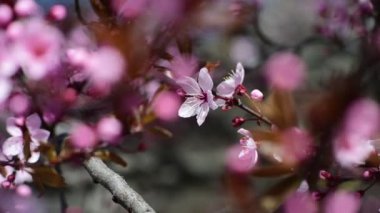 Pembe ağaç makro 4k çiçekli güzel bir bahar dalı.
