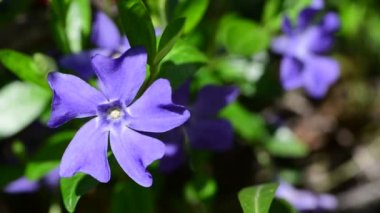 Yeşil yapraklı, menekşe rengi vinca. Arka planda bahar doğası makro 4k video.