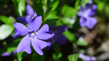 Yeşil yapraklı, menekşe rengi vinca. Arka planda bahar doğası makro 4k video.