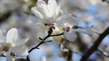 Bahar güneşli bir günde güzel manolya ağacı çiçekleri, doğanın uyandırdığı 4k video.