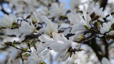 Bahar güneşli bir günde güzel manolya ağacı çiçekleri, doğanın uyandırdığı 4k video.