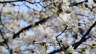 Bahar güneşli bir günde güzel manolya ağacı çiçekleri, doğanın uyandırdığı 4k video.