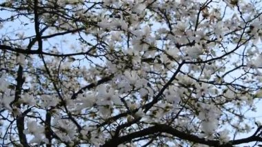 Bahar güneşli bir günde güzel manolya ağacı çiçekleri, doğanın uyandırdığı 4k video.