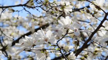 Bahar güneşli bir günde güzel manolya ağacı çiçekleri, doğanın uyandırdığı 4k video.