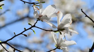 Bahar güneşli bir günde güzel manolya ağacı çiçekleri, doğanın uyandırdığı 4k video.