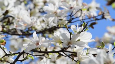 Bahar güneşli bir günde güzel manolya ağacı çiçekleri, doğanın uyandırdığı 4k video.