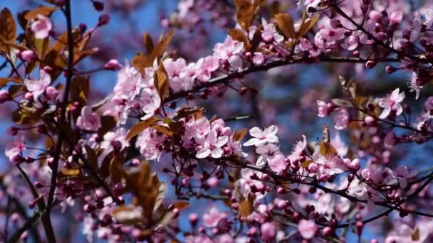 Nice Blossom Spring Branch Flowers Prunus Tree Macro Video — Stock Video