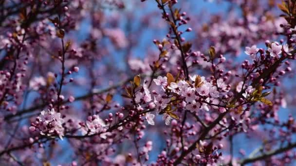 Nice Blossom Spring Branch Flowers Prunus Tree Macro Video — Stock Video