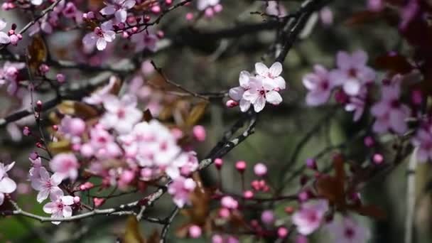 Nice Blossom Spring Branch Flowers Prunus Tree Macro Video — стоковое видео