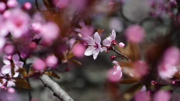 Fin Blomma Vår Gren Med Blommor Prunus Träd Makro Video — Stockvideo