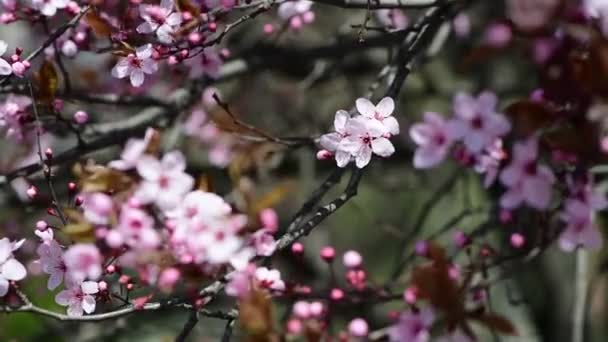 プルーンの花と素敵な花春の枝マクロ4Kビデオ — ストック動画
