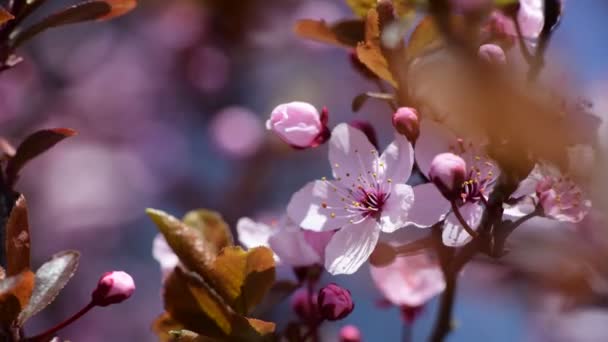 Nice Blossom Spring Branch Flowers Prunus Tree Macro Video — Vídeos de Stock