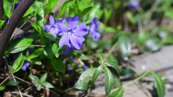Nice Flores Violetas Vinca Folhas Verdes Fundo Primavera Natureza Macro — Vídeo de Stock
