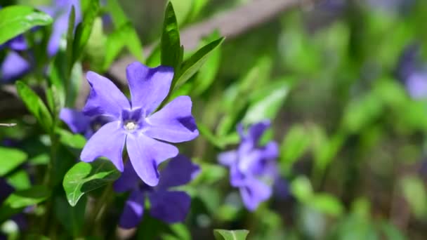 Fina Violetta Blommor Vinca Gröna Blad Bakgrund Vår Natur Makro — Stockvideo