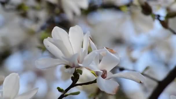 Bagus Magnolia Pohon Bunga Pada Musim Semi Hari Cerah Alam — Stok Video