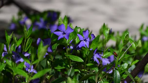 Nice Violet Flowers Vinca Green Leaves Background Spring Nature Macro — ストック動画