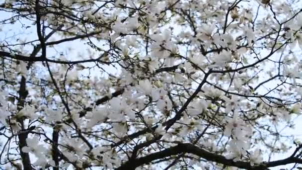 Ładne Kwiaty Drzewa Magnolia Wiosną Słoneczny Dzień Natura Budzenie Wideo — Wideo stockowe