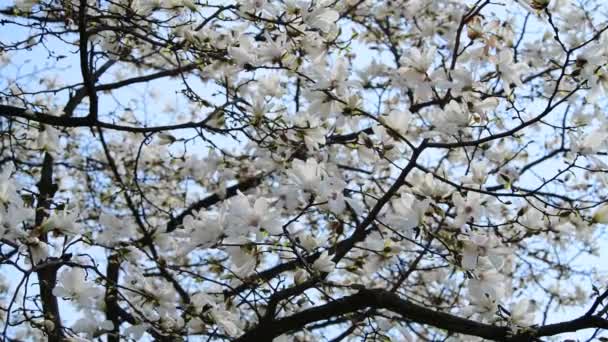 Νίκαια Λουλούδια Δέντρο Μανόλια Την Άνοιξη Ηλιόλουστη Μέρα Φύση Αφύπνιση — Αρχείο Βίντεο