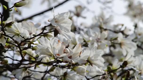 Ładne Kwiaty Drzewa Magnolia Wiosną Słoneczny Dzień Natura Budzenie Wideo — Wideo stockowe