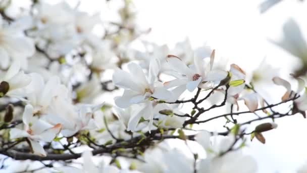 Fina Magnolia Träd Blommor Våren Solig Dag Natur Uppvaknande Video — Stockvideo