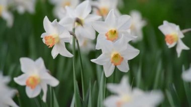 Nice medow with narcissus flowers at spring 4k video