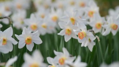 4k ilkbaharında narsisli çiçekli güzel bir çayır.