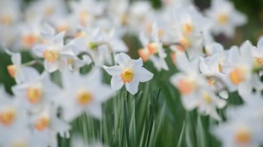 4k ilkbaharında narsisli çiçekli güzel bir çayır.