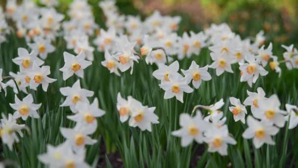 Nice Medow Narcissus Flowers Spring Video — Vídeos de Stock