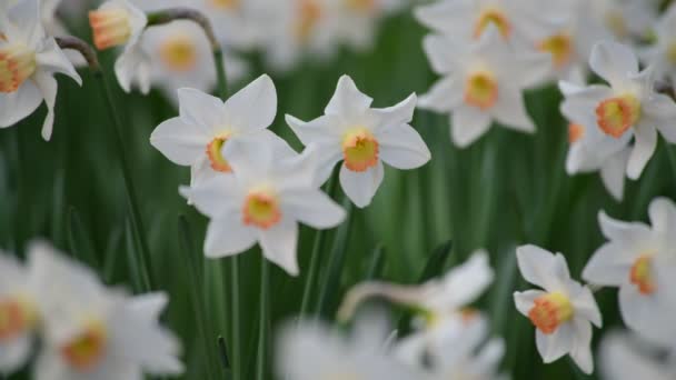Mooie Weide Met Narcis Bloemen Het Voorjaar Video — Stockvideo