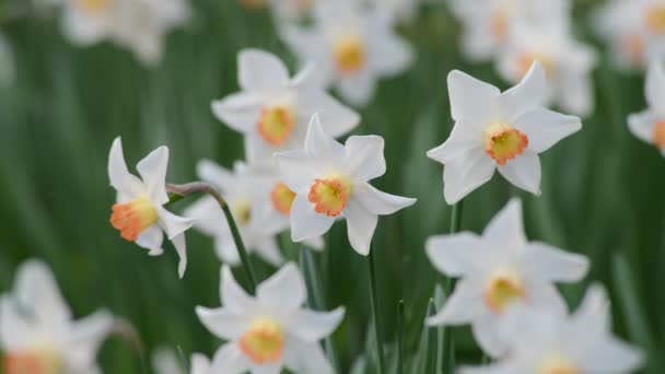 Mooie Weide Met Narcis Bloemen Het Voorjaar Video — Stockvideo